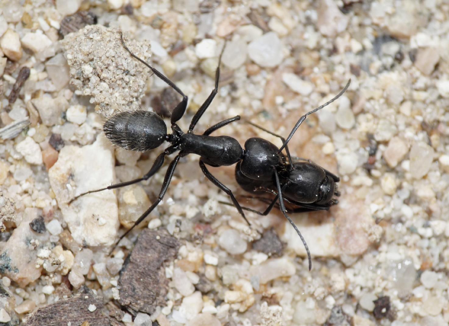 Camponotus vagus: foto ravvicinate